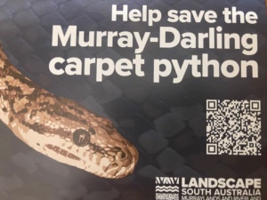 Murray darling Carpet Python - Morelia spilota