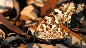 Australian painted lady  - Credit Ellura