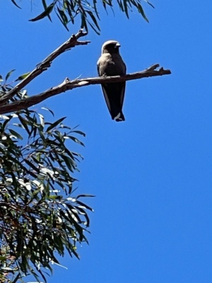 Dusky Wood Swallow