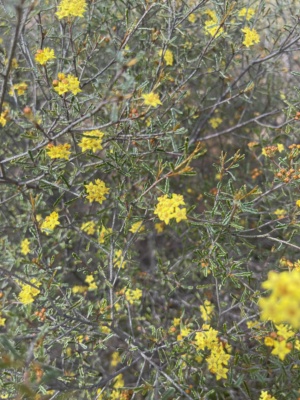 Silver Phebalium - Sect 227 Dec 2024