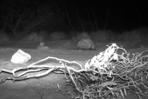 Night time prickles - warm evening hunt for food. Feb 2026