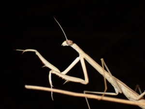 Credit Josh Martin - Mantid