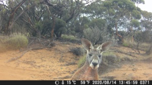 Red Roo 227