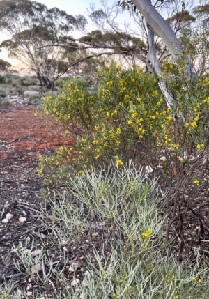 Two species of Senna flowering in Nov 2024 Sect 13