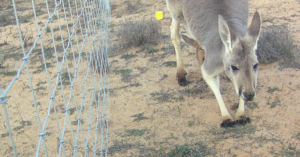 Blue coloured Red Kangaroo