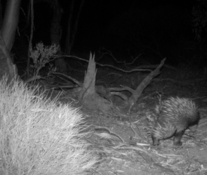 Echidna visiting Mallee fowls