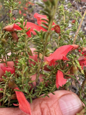 Prostanthera - Mint Bush