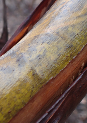 The colours of the Mallee after rain 2