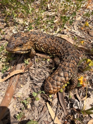 Shingleback in Spring