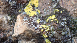 Mineral magic - rain on dry earth