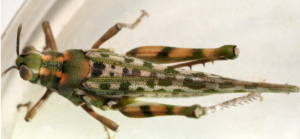 Crepitating Spurthroat - Scurra marmoralis- Photo credit Brett Smith