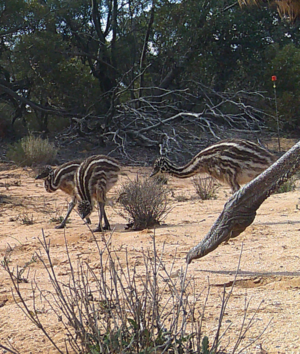 Emu dad foot and three chicks Nov 2024 226