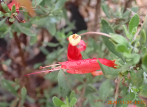 Eremophila glabra Sec 13 Nov 24