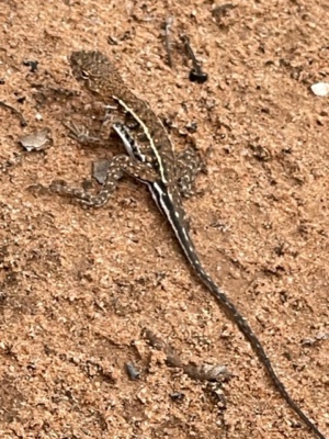 Triodia Dragon