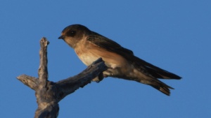 Tree Martin - Credit Ellura