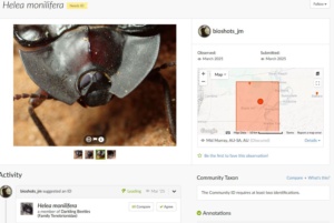 Credit Josh Martin - A Pie Dish Beetle