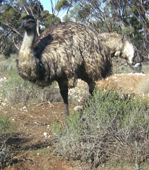 Emu