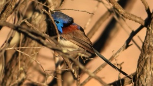Purple Backet Fairy Wren - credit Ellura