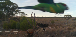 Mallee Ring Neck and Currawong - May 2025 