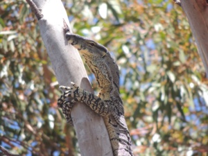 Lace Monitor- Varanus varius