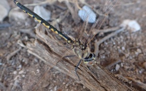 Tau Emerald  - Dragon Fly