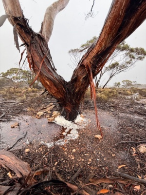 Rain forming foaming streams March 2026