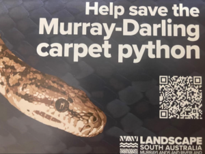 Help save the Murray Darling Carpet Python