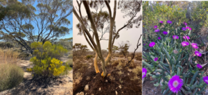 Images depicting the diversity and beauty of the landscape