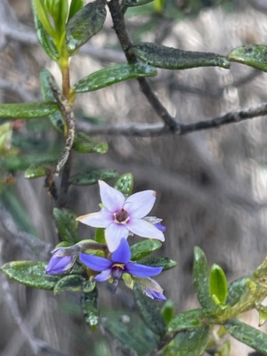 Smooth Halgania on Sect 215 - November 2024