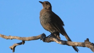 Southern Scrub Robin - January 2026 - Credit Ellura