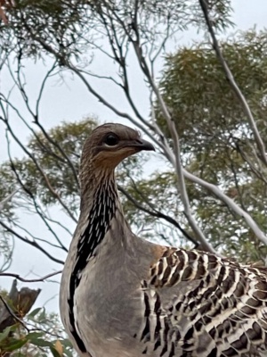 Mallee Fowl