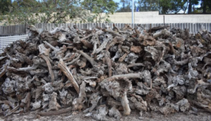 Illegal collection and sale of Mallee root timber
