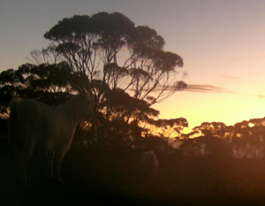 Romantic light -  Unwanted intruders. 2025