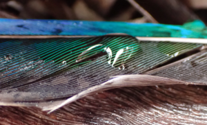 Mallee Rain on Mulga Parrot feather