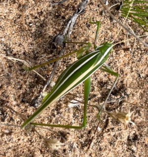 Beautifully discuised