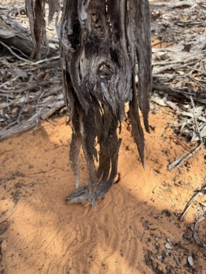 The wind moving this old bark made artistic impressions