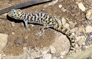 Broad Banded Sand Swimmer