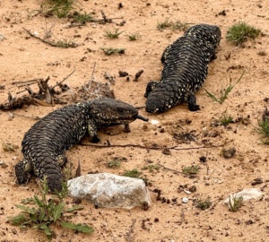 Two shinglebacks Nov 2025