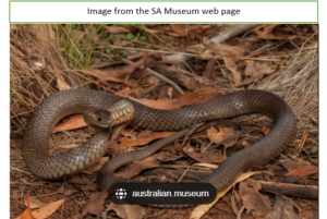 Eastern brown snake - Pseudonaja textilis