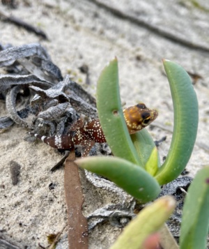 Tick Tailed Gecko - Underwoodisaurus milii on a Carpobrotus plant