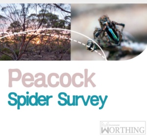 Malcolm Worthing header to project - Peacock Spider survey