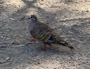 beautiful bronzewing