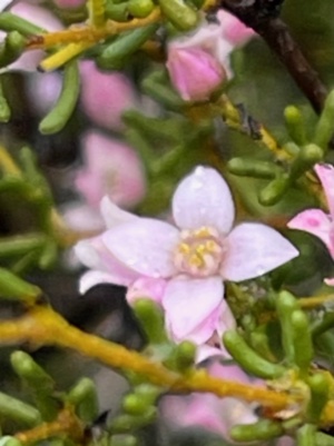 Baronia inornata