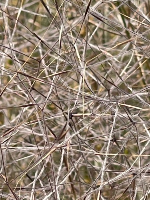 Native Grass heads Austrostipa