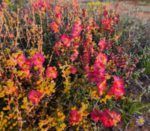 Rosie bluebush - Wanarra