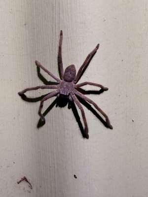 leishmanss's Huntsman