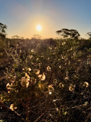 Evening light through Maireana rohrlachii
