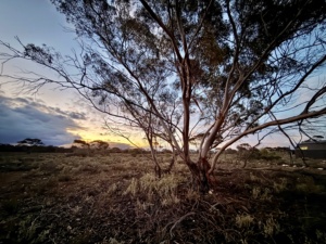 evening sun set - early evening