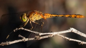 Wandering percher - January 2026 - Credit Ellura