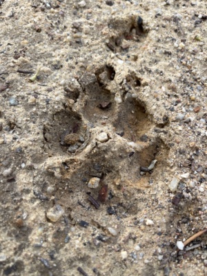 Footprint Dog